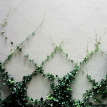 Trellis and Espalier Systems