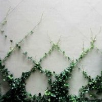 Trellis and Espalier Systems