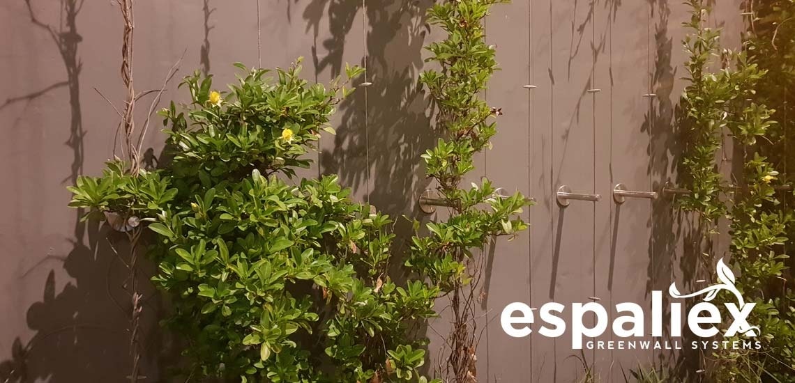 Espaliex greenwall and trellis systems - on sale